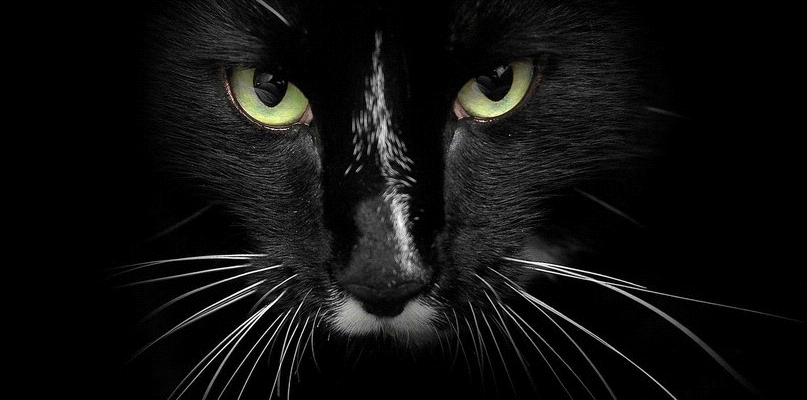 Черная кошка в темной комнате, которая там есть